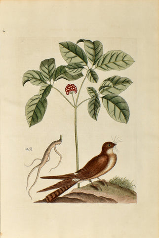 Mark Catesby (1683-1749),  The Whip-poor will, no. 16