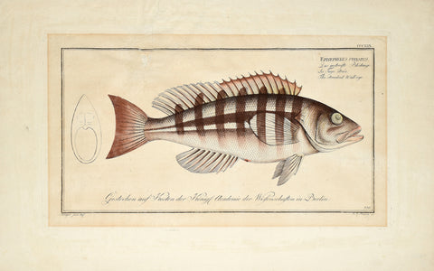 Marcus Elieser Bloch (1723-1799), Epinephelus Striatus (Streaked Wall-Eye), Pl CCXXX