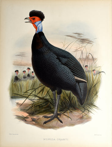 Daniel Giraud Elliot (1835-1915), Numida Granti (Kiroro Guinea-Fowl)
