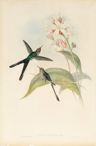 John Gould (1804-1881), Cometes Glyceria (Purple Tailed Comet)