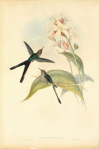 John Gould (1804-1881), Cometes Glyceria (Purple Tailed Comet)