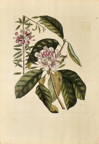 Mark Catesby (1683-1749), Great Laurel, no. 17