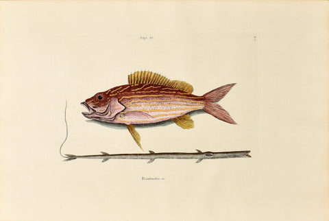 Mark Catesby (1683-1749), The Lane Snapper, P17