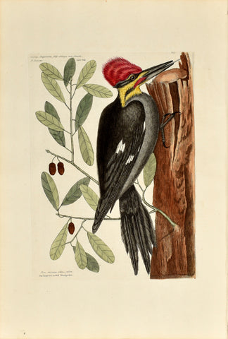 Mark Catesby (1683-1749), Larger Red Crested Woodpecker, P17