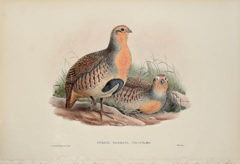 John Gould (1804-1881), Perdix Barbata (Bearded Partridge)