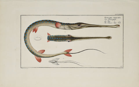Marcus Elieser Bloch (1723-1799), Fistularia Tabacaria (Tobacco Pipe Fish), Pl CCCLXXXVII