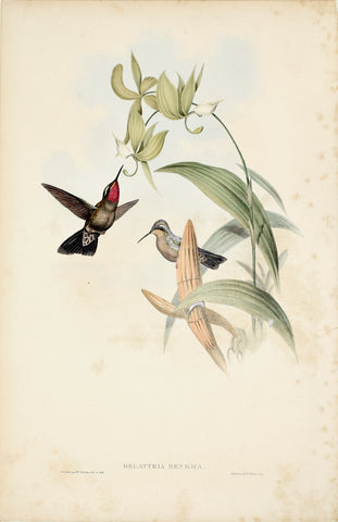 John Gould (1804-1881), Delattria Henrica (Amethyst Throated Hummingbird)