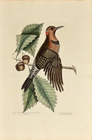 Mark Catesby (1683-1749), The Gold Winged Woodpecker, P18