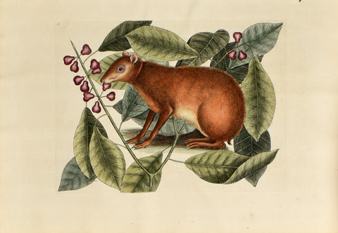 Mark Catesby (1683-1749), The Java Hare, no. 18