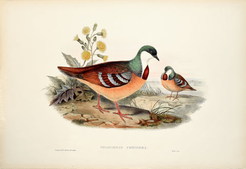 John Gould (1804-1881), Phlogoenas Crinigera (Maroon-breasted Pigeon)