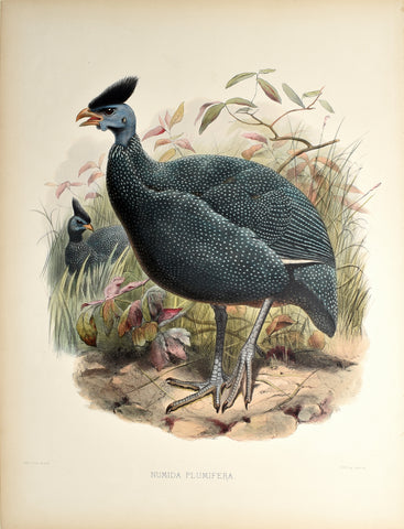 Daniel Giraud Elliot (1835-1915), Numida Plumifera (Cassin's Guinea-Fowl)