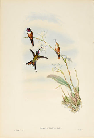 John Gould (1804-1881), Doricha Lyrura (Bahama Woodstar)