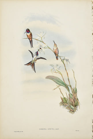 John Gould (1804-1881), Doricha Lyrura (Bahama Woodstar)