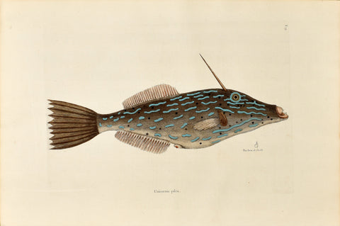 Mark Catesby (1683-1749), The Bahama Unicorn Fish, P19
