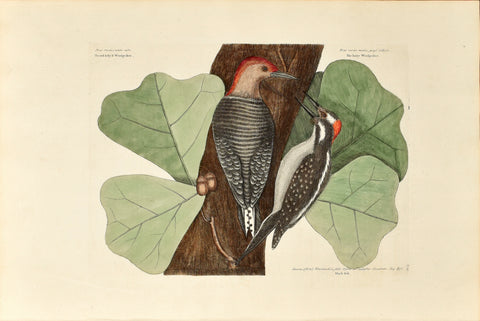 Mark Catesby (1683-1749), The Red Bellied Woodpecker & The Hairy Woodpecker, P19