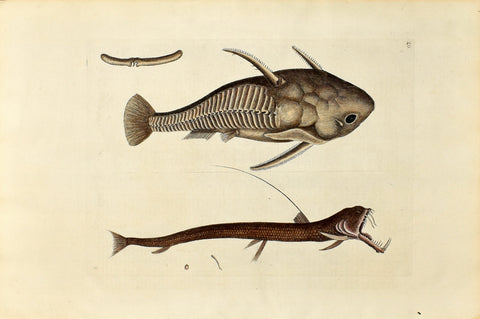 Mark Catesby (1683-1749), The Viper Mouth, no. 19