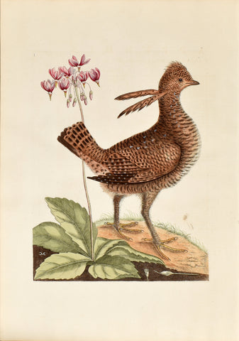 Mark Catesby (1683-1749), The Heath Hen, no. 1
