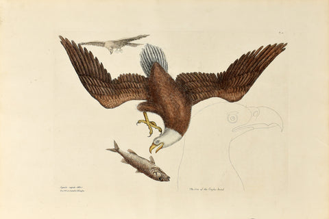Mark Catesby (1683-1749), The Bald Eagle, P1