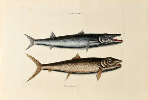 Mark Catesby (1683-1749), The Barracuda, P1