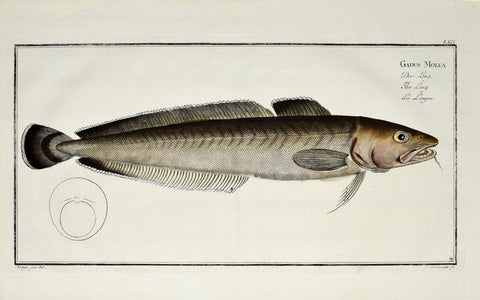 Marcus Elieser Bloch (1723-1799), Gadus Molva (Ling), Pl LXIX