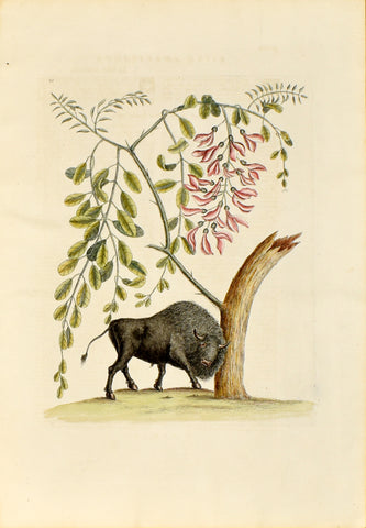 Mark Catesby (1683-1749), Buffalo, no. 20