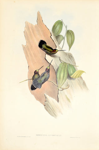 John Gould (1804-1881), Dorifera Ludoviclae (Blue Fronted Lance Bill)