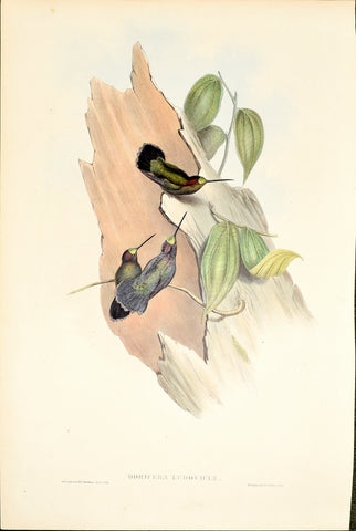 John Gould (1804-1881), Dorifera Ludoviclae (Blue Fronted Lance Bill)