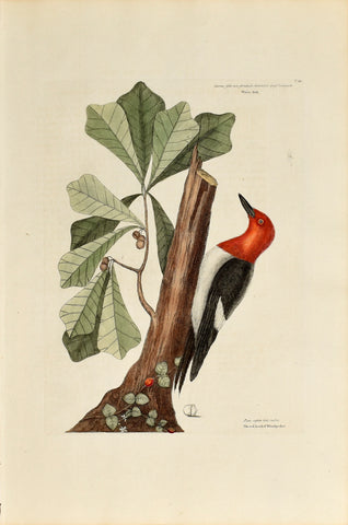 Mark Catesby (1683-1749), The Red Headed Woodpecker, P20