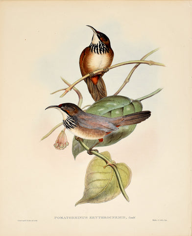John Gould (1804-1881), Pomatorhinus Erythrocnemis (Red Kneed Pomatorhinus)