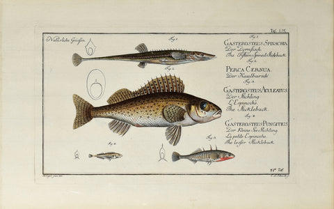 Marcus Elieser Bloch (1723-1799), Gasterosteus Spinachia, Perca Cernua, Gasterosteus Aculeatus, Gasterosteus Pungitius (Dornfish, Perch, Stickleback, Lesser Stickleback), Pl LIII