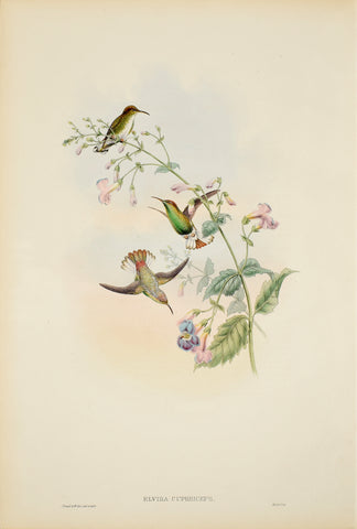 John Gould (1804-1881), Elvira Cupreiceps (Coppery Headed Emerald)