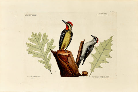 Mark Catesby (1683-1749), The Yellow Bellied Woodpecker and The Smallest Spotted Woodpecker, P 21