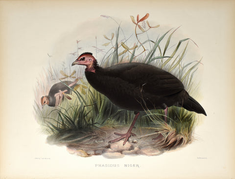 Daniel Giraud Elliot (1835-1915), Phasidus Niger (Black Guinea Fowl)
