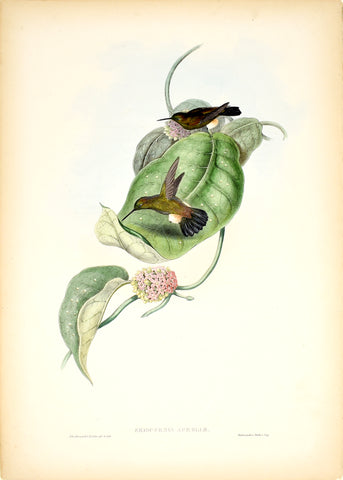 John Gould (1804-1881), Eriocnemis Aureliae (Aurelia's Puff Leg)