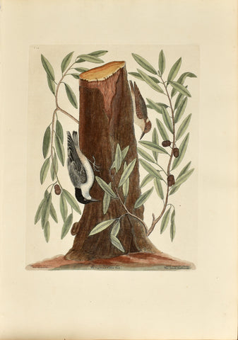 Mark Catesby (1683-1749), The Small Nuthatch, The Highland Willow Oak, P22