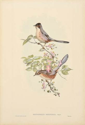 John Gould (1804-1881), Rhopophilus Pekinensis (Beijing Babbler)