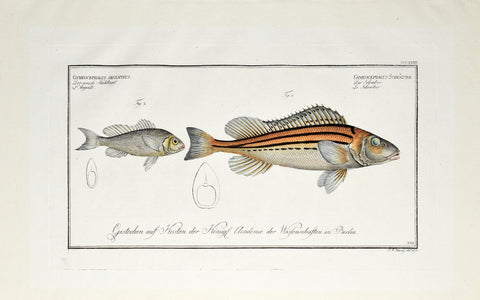 Marcus Elieser Bloch (1723-1799), Gymnocephalus Argenteus & Gymnocephalus (Silver Bald & Striped Ruffe). Pl CCCXXXII