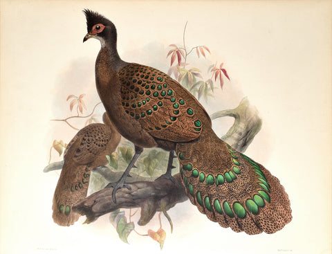Daniel Giraud Elliot (1835-1915), Polyplectron Bicalcaratum (Burmese Grey Peacock Pheasant)
