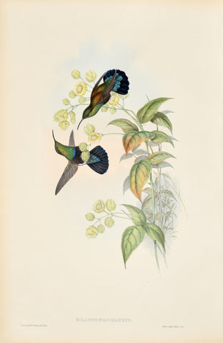 John Gould (1804-1881), Eulampis Holosericeus (Green Throated Carib)