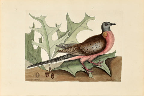 Mark Catesby (1683-1749), The Pigeon of Passage, Red Oak, P23