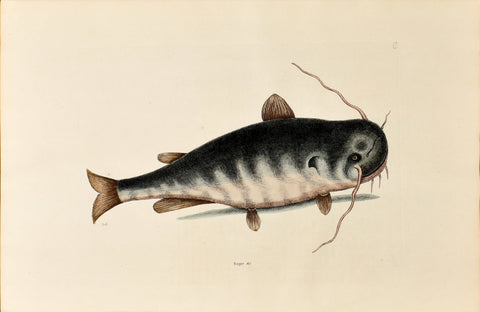 Mark Catesby (1683-1749), The Catfish, P23