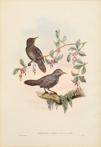 John Gould (1804-1881), Sphenocichla Roberti (Robert's Wedge-billed Wren)