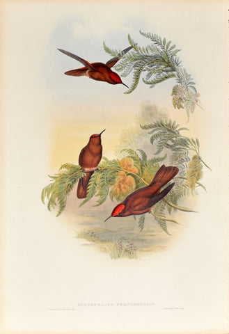 John Gould (1804-1881), Eustephanus Fernandensis (Cinnamon Firecrown)