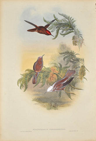 John Gould (1804-1881), Eustephanus Fernandensis (Cinnamon Firecrown)