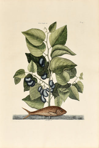 Mark Catesby (1683-1749), The Pilchard, P24