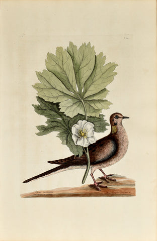 Mark Catesby (1683-1749), The Turtle of Carolina, P24