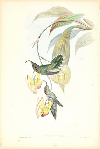 John Gould (1804-1881), Eutoxeres Aquila (White Tipped Sicklebill)