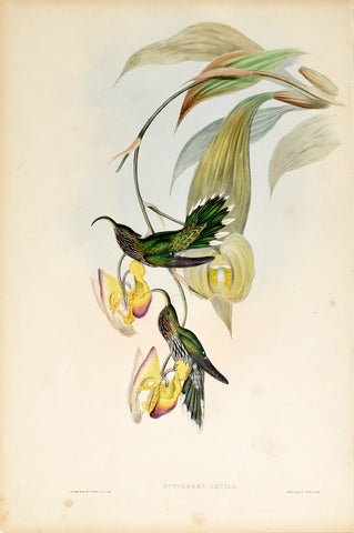 John Gould (1804-1881), Eutoxeres Aquila (White Tipped Sicklebill)