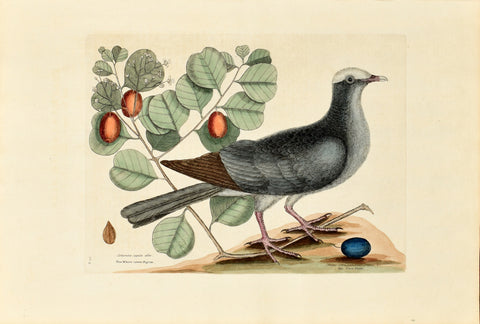Mark Catesby (1683-1749), The White Crown Pigeon, The Coco Plum, P25