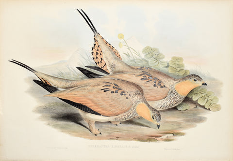 John Gould (1804-1881), Syrrhaptes Tibetanus (Tibetian Short-toed Sand Grouse)